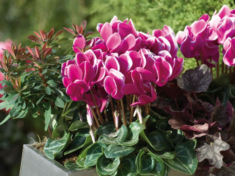 verdeesvida Flores de invierno colores para parar el frío